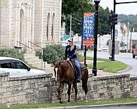 show-experience-quarter-horse