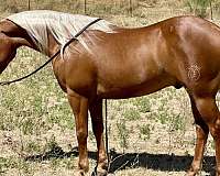 palomino-none-horse