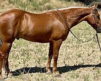 quarter-horse