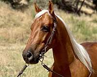 ranch-work-quarter-horse