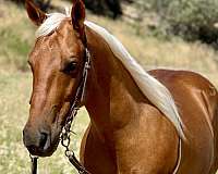 beginner-safe-quarter-horse