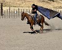 ranch-quarter-horse