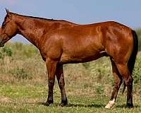 quarter-horse