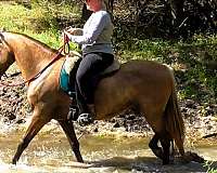 missouri-foxtrotter-rocky-mountain-horse