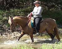 grandma-safe-rocky-mountain-horse