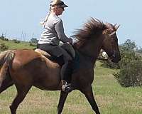 bombproof-rocky-mountain-horse