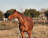 barrel-racing-pole-horse