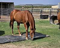 barrel-race-quarter-horse