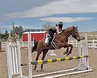 chestnut-diamond-on-head-horse