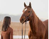 parentage-qualified-gelding