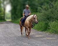 quarter-horse-filly