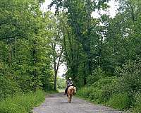 aqha-filly