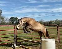 buckskin-connemara-pony-filly-weanling