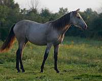 aiken-connemara-pony