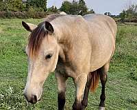 back-connemara-pony