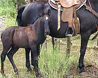 western-ple-morgan-horse