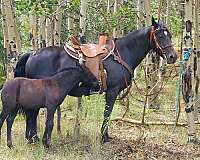 black-western-ple-horse