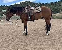 quarter-horse-for-sale