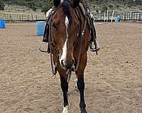 show-gelding