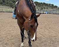 trail-gelding