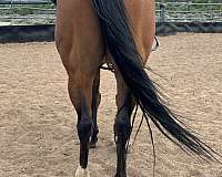 trail-riding-gelding