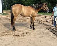 athletic-quarter-horse