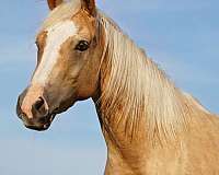 athletic-quarter-horse