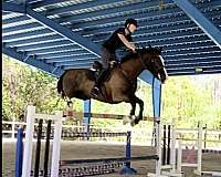 dressage-dutch-warmblood-warmblood-horse