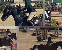 jumper-dutch-warmblood-warmblood-horse