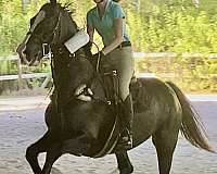 trail-dutch-warmblood-warmblood-horse