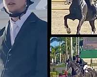 dressage-horse