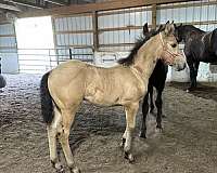 buttermilk-buckskin-filly