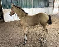 buckskin-aqha-fhana-filly