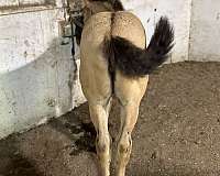 buckskin-aqha-fhana-mare