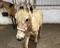 buckskin-aqha-fhana-stallion