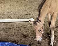 camp-friesian-horse