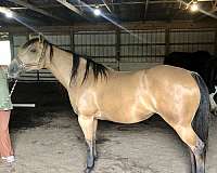 registered-aqha-friesian-horse