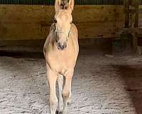 buttermilk-buckskin-friesian-horse