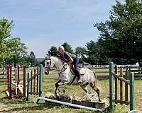 flashy-andalusian-horse