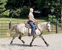 family-andalusian-horse