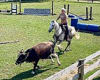 trail-andalusian-horse