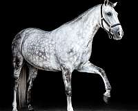 all-around-andalusian-horse