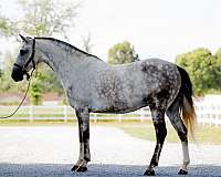 gentle-andalusian-horse