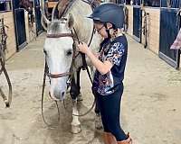 ranch-andalusian-horse