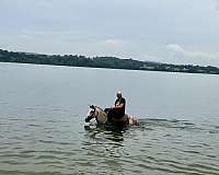 jumping-andalusian-horse