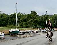 lesson-andalusian-horse