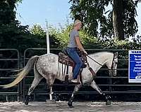 beginner-andalusian-horse