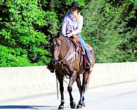 bay-roan-see-pics-horse