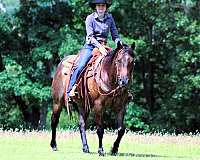 husband-safe-quarter-horse