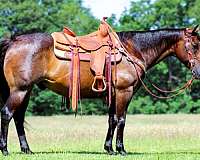 ranch-quarter-horse